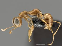 Image result for Gonatopus clavatus