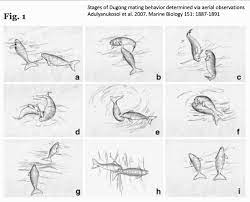 The term possum covers about 70 species of marsupials native to australia and surrounding islands. Jessica Light On Twitter Colo Colo Opossum Also Known As Monito Del Monte Is A Small Terrestrial Marsupial 220 Mm Including Tail 40g Restricted To Southern South America Is Found