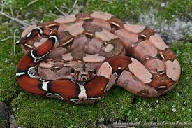 Best Of Thread Jb Red Tail Boa Snake Lovers Boa Constrictor