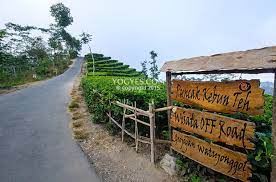 Kebun teh nglinggo, kebun ini ditanami teh sangat subur dengan luas wilayah sekitar 136 hektar dengan pemandangan yang mirip karpet hijau. Kebun Teh Nglinggo Panorama Kebun Teh Di Bukit Menoreh