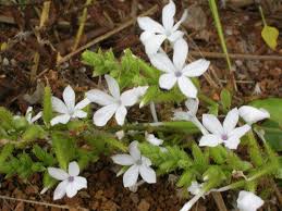 Image result for Plumbago zeylanica