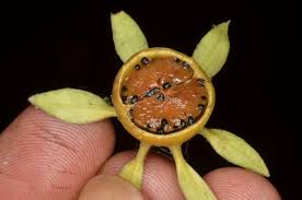 Image result for Heinsia