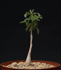 Image result for Commiphora pteleifolia