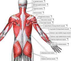 Leg muscles diagram labeled : Muscle Anatomy Muscle Anatomy Muscle Back Muscles