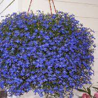 Lobelia Care Requirements Propagation Tips And Advices Plants Lobelia Care Planting Flowers