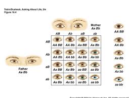 inheritance patterns human genetics ppt download