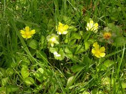 These annual grasses can produce as many as 150,000 seeds per plant and are very hard to combat. Perennial Broadleaf Weeds In Lawns