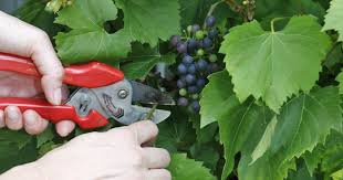 Weinreben Im Sommer Schneiden Weinrebe Weinbau Reben
