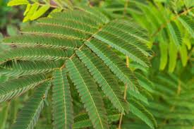 Image result for Acacia dealbata