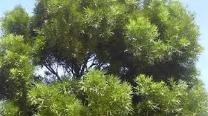 Image result for Podocarpus latifolius