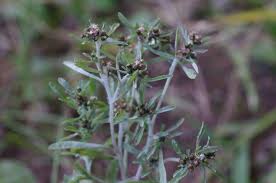 Image result for Gnaphalium