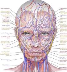 Botox and Filler Patient: will I bruise? Me: it's possible Nerves, veins,  arteries, muscles, bone, glands, ducts....don't let just anybody inject  your face.