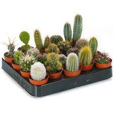 The only fix for a light deprived plant is to move it to a place where is receives better, more direct light such as south facing window, which will leave the. Small Indoor Mini 5cm Cactus X20 Easy To Grow Houseplants