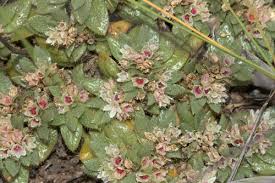 Image result for Trianthema salsoloides