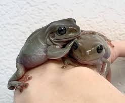 Tree frogs are a diverse family of amphibians that includes over 800 species. What Do White S Tree Frogs Eat