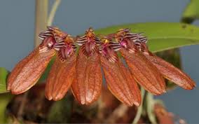 Image result for Bulbophyllum longiflorum