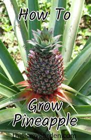 How To Grow Pineapple Plants From Almost Anywhere Pineappleplants Pineapple Growingpineapple P Growing Pineapple Pineapple Planting Grow Pineapple Plant