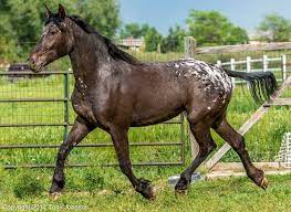 Black Spotted Blanket Friesian X Appaloosa Filly Eva Pretty Horses Appaloosa Horses Beautiful Horses