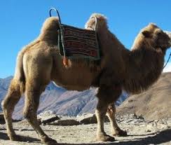How many camels for your boyfriend? Pin On Camels