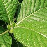 Image result for Sabicea venosa