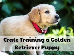 How To Crate Train A Golden Retriever Puppy Pethelpful