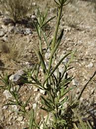 Image result for Pegolettia senegalensis