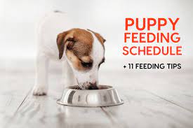 Puppy Feeding Schedule 11 Feeding Tips Pupford