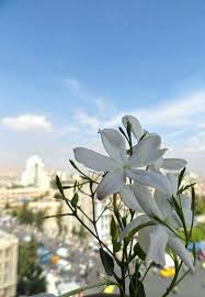 ياسمين الشام Syria Pictures Damascus Damascus Syria