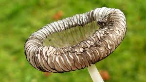 Image result for Coprinus sp.