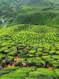 Sejak itu, cameron highland terus membangun sebagai destinasi percutian. Pakej Percutian Ke Cameron Highlands 2021 2022 Murah Best Tripfez Travel