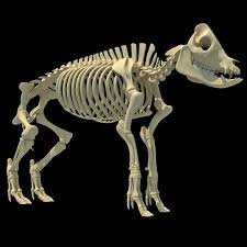 Pig Skeleton In 2020 Pig Skeleton Cinema 4d