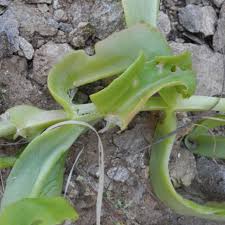 Image result for Kalanchoe lanceolata