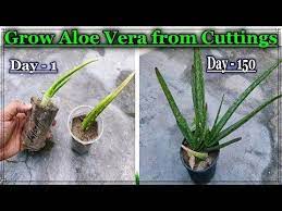 Easy Method To Grow Aloe Vera Plant Faster From Cuttings Ll How To Care And Watering Aloe Vera Plant Aloe Vera Plant Indoor Aloe Vera Plant Growing Aloe Vera