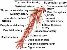 Circulation Of Upper Arm Google Images