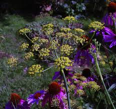 Image result for Foeniculum vulgare