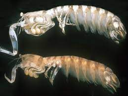 The loudest, deadliest, fastest, largest and most bizarre, are all here in our big animal fact list. The Zebra Mantis Shrimp 9 Surprising Things About The Biggest Baddest Shrimp In Hawaii