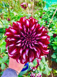 Buy Dahlia Tubers Online Shipping In The Uk And Eu Dahlia Bloom Giant Flowers