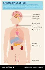 Image result for Endocrine Anatomy