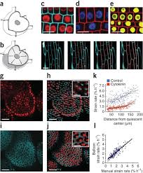 Synthetic biology is an emerging field that employs engineering principles for constructing genetic systems. Integrated Genetic And Computation Methods For In Planta Cytometry Nature Methods