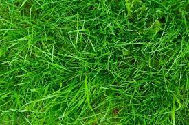 Gulf Annual Ryegrass Seed Cool Season Bunch Grass Hancock Seed Grass Type Warm Season Grass Grass