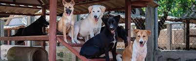 Like puppies, bunnies, babies, and so on. Dogs For Adoption Soi Dog Foundation