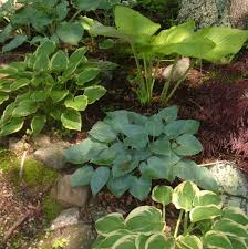 How To Grow And Care For Hostas