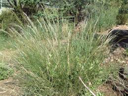 Image result for Stipagrostis uniplumis