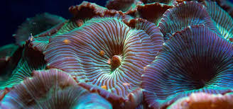 Live online video streaming of sports matches: Fragging Aquatic Mushrooms Tropical Fish Hobbyist Magazine