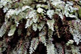Image result for Hymenophyllum triangulare