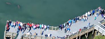 The teco manatee center is located at 6990 dickman rd, apollo beach, fl 33572. Teco Manatee Viewing Center Travel Recreation Southshore Apollo Beach