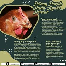 Check spelling or type a new query. Potong Paruh Pada Ayam Petelur Podomoro Poultry Equipment