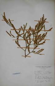 Image result for Capparis fascicularis