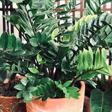 Image result for Zamiokulkas Zamioculcas