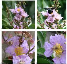 Image result for Lagerstroemia speciosa